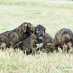 Vrh "G" Irish Wolfhound Casidy ray