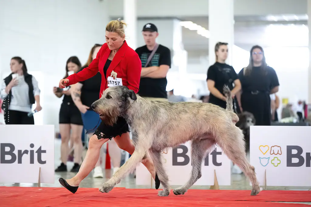 Varden Dog Expo Nitra 2024