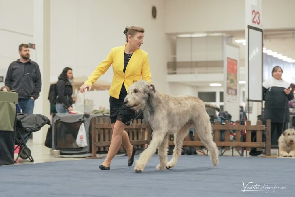 Carnival Cup Nitra, 2026