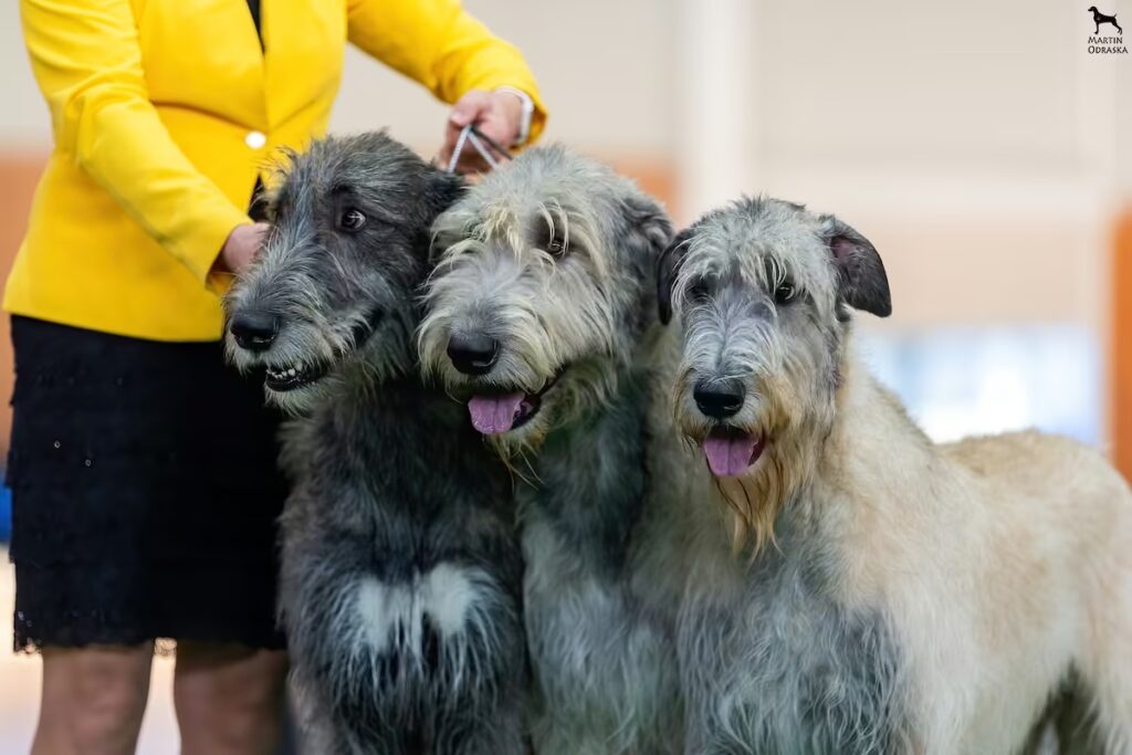 Najkrajšia chovateľská skupina Špeciálna výstava chrtov 2026